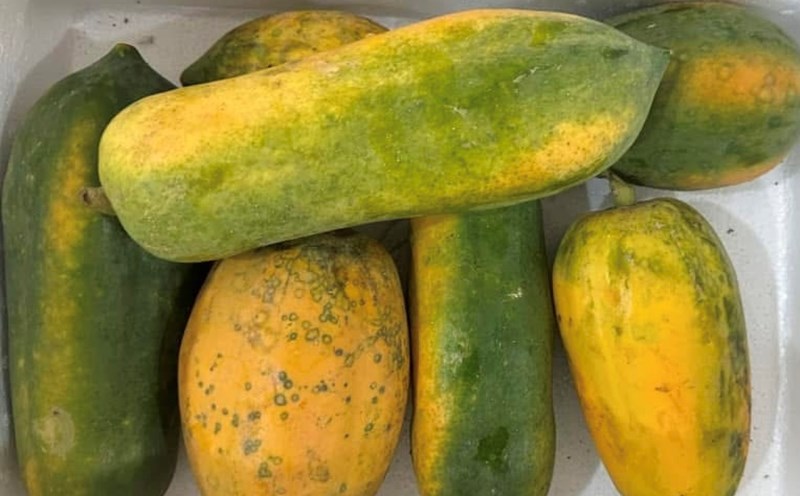 Blood sugar is affected by papaya. Photo: Kieu Vu