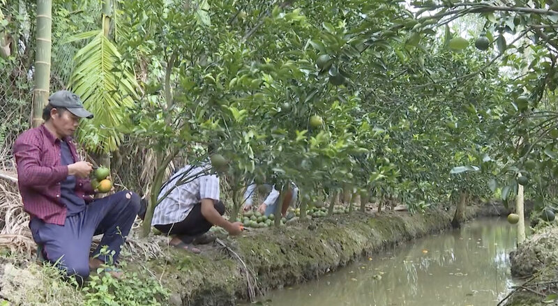 Los naranjos bailan, los campesinos de Ta Vinh siguen cultivando. Imagen de la ciudad de Huanglong