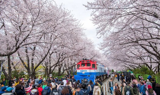 Hàn Quốc đưa ra nhiều chiến lược kích cầu du lịch tại Việt Nam đầu năm 2025. Ảnh: KTO