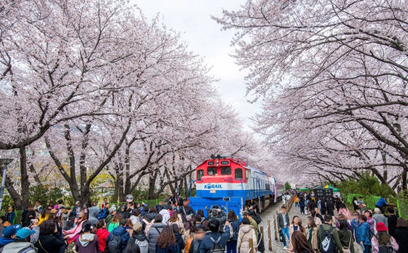 South Korea has launched many tourism stimulus strategies in Vietnam in early 2025. Photo: KTO