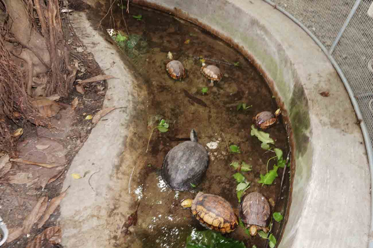 Những cá thể rùa là động vật quý hiếm được nuôi trước khi thả về tự nhiên ở Vườn Quốc gia Vũ Quang. Ảnh: Trần Tuấn.