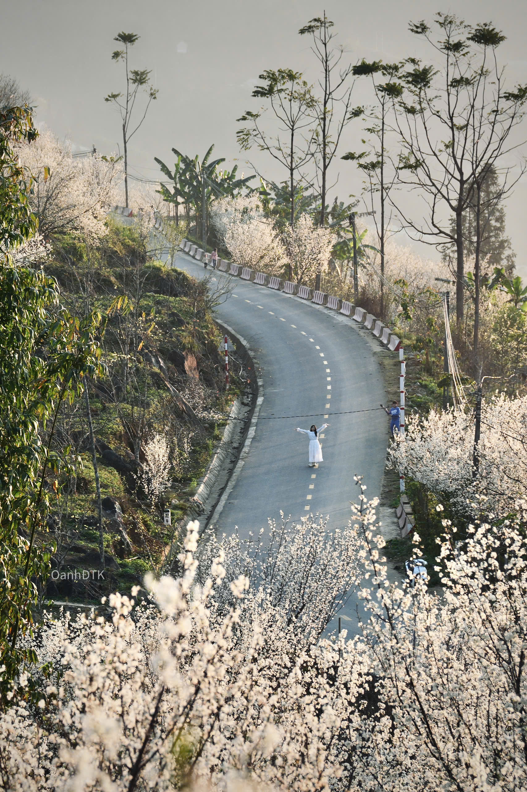 Situé à une altitude de 1000 à 1500 m, le climat de Bac Ha est frais toute l'année, propice à la culture des prunes. Bac Ha possède deux variétés de prunes célèbres : la prune Tam Hoa et la prune Ta Van, cultivées en grande quantité dans le centre du district et fleurissant de février à mi-mars.