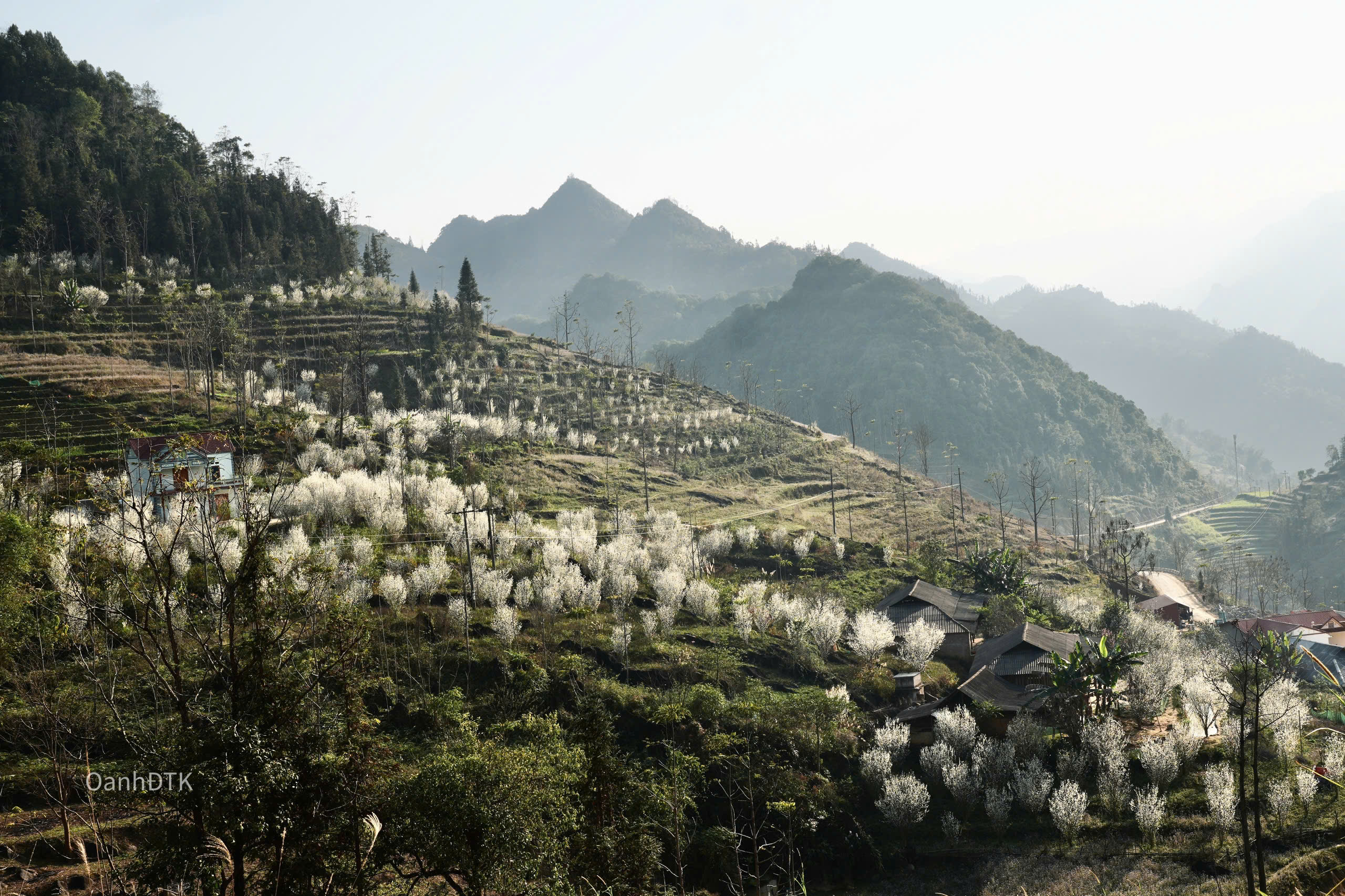 Les pruniers sont plantés sur les pentes des montagnes, nichés à côté des falaises, entrecoupés de maisons dans les villages.