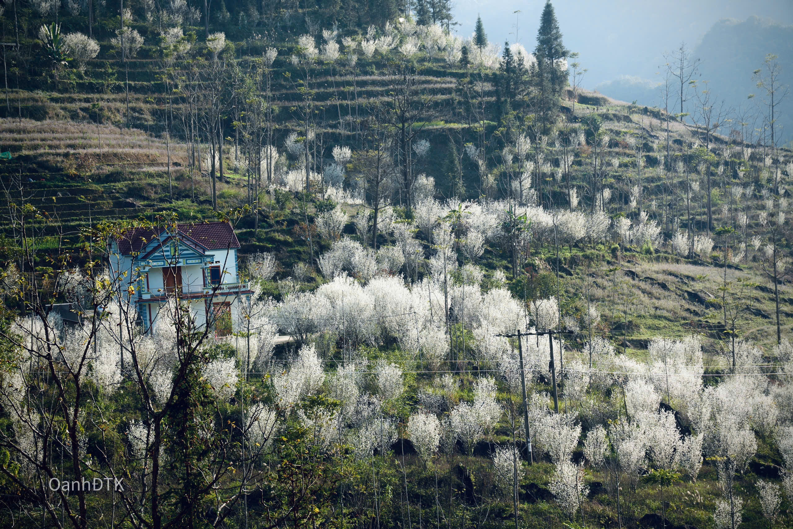 Bac Ha est un district montagneux situé à environ 70 km au nord-est de la ville de Lao Cai. La première quinzaine de mars de cette année est la période où les fleurs de prunier fleurissent le plus magnifiquement sur le plateau de Bac Ha.