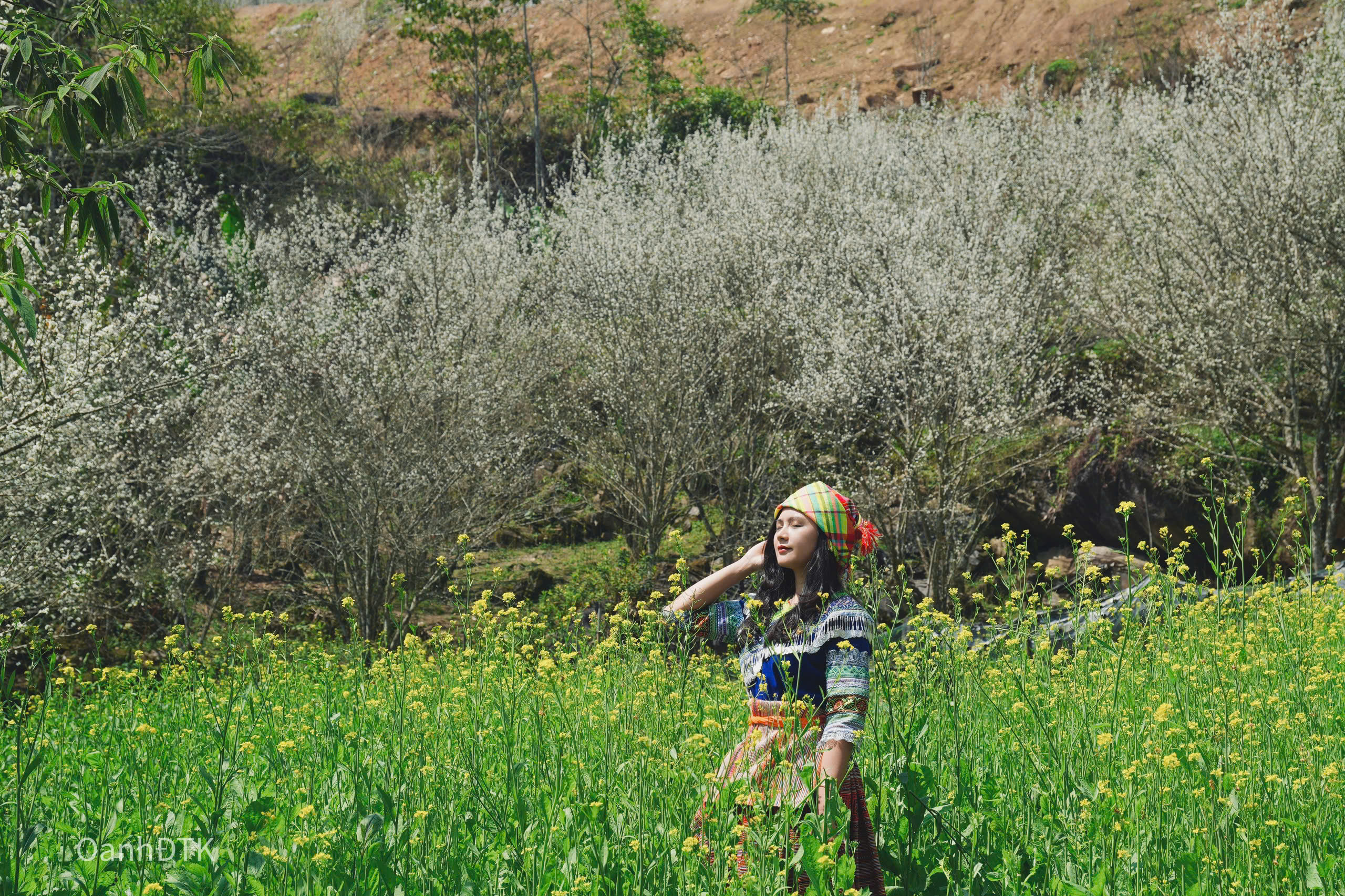 Depuis le début de l'année, Mme Do Thi Kim Oanh (37 ans) et sa famille se sont rendues non seulement à Moc Chau (Son La), Suoi Thau (Ha Giang) mais aussi à Bac Ha pour un voyage de printemps. Début mars, les visiteurs peuvent à la fois admirer les fleurs de prunier et profiter de la saison de la moutarde jaune sur le plateau.