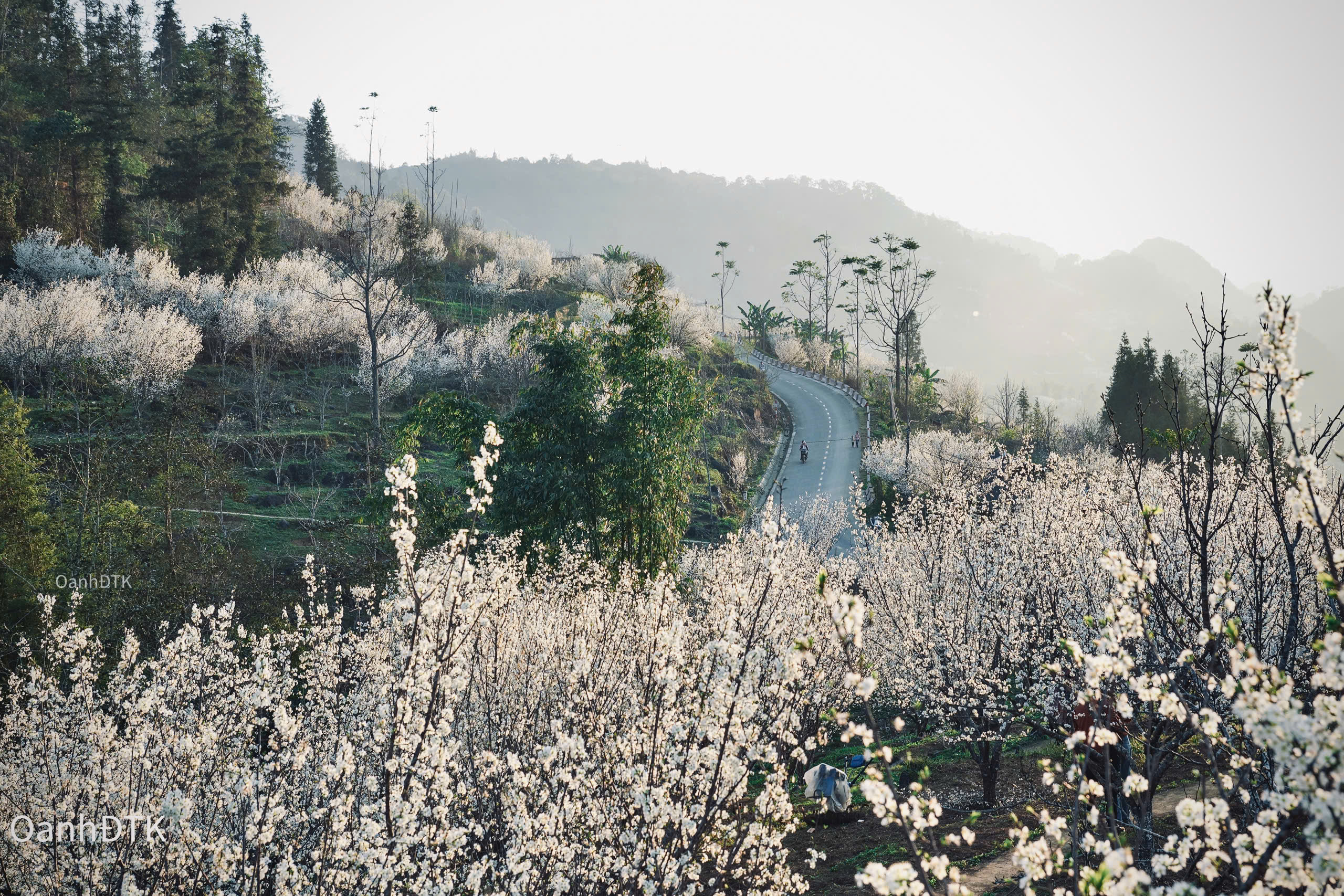 Il existe de nombreux endroits à Bac Ha où les touristes peuvent voir des fleurs de prunier, il suffit de parcourir la rue Lung Phinh, jusqu'à Can Cau, Seng Sui, ou de visiter le village de Ta Van Chu, l'une des destinations légendaires de Bac Ha et également un endroit attrayant pour les photographes. Les jardins coûtent environ 20 000 VND par personne.