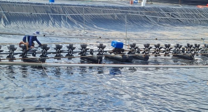 Bac Lieu shrimp farmers renovate ponds and lagoons to prepare for the new shrimp season. Photo: Nhat Ho