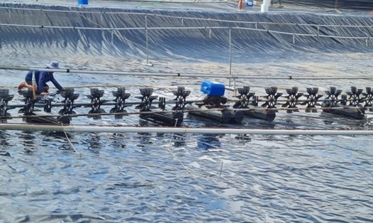 Người nuôi tôm Bạc Liêu cải tạo ao đầm chuẩn bị mùa tôm mới. Ảnh: Nhật Hồ