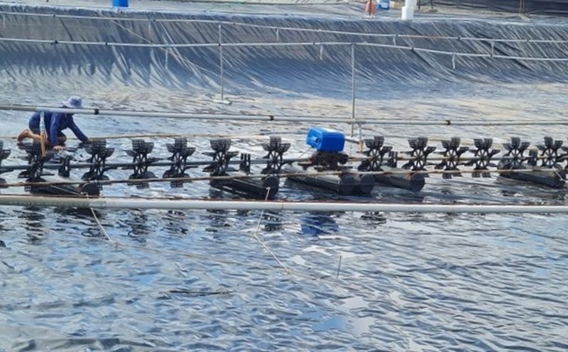 Bac Lieu shrimp farmers renovate ponds and lagoons to prepare for the new shrimp season. Photo: Nhat Ho
