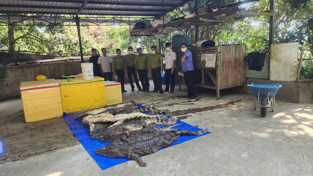 The Forest Protection Department coordinated with the Forest animal Destroyment Council to destroy 60 dead freshwater crocodiles. Photo: Provided by the Forest Rangers