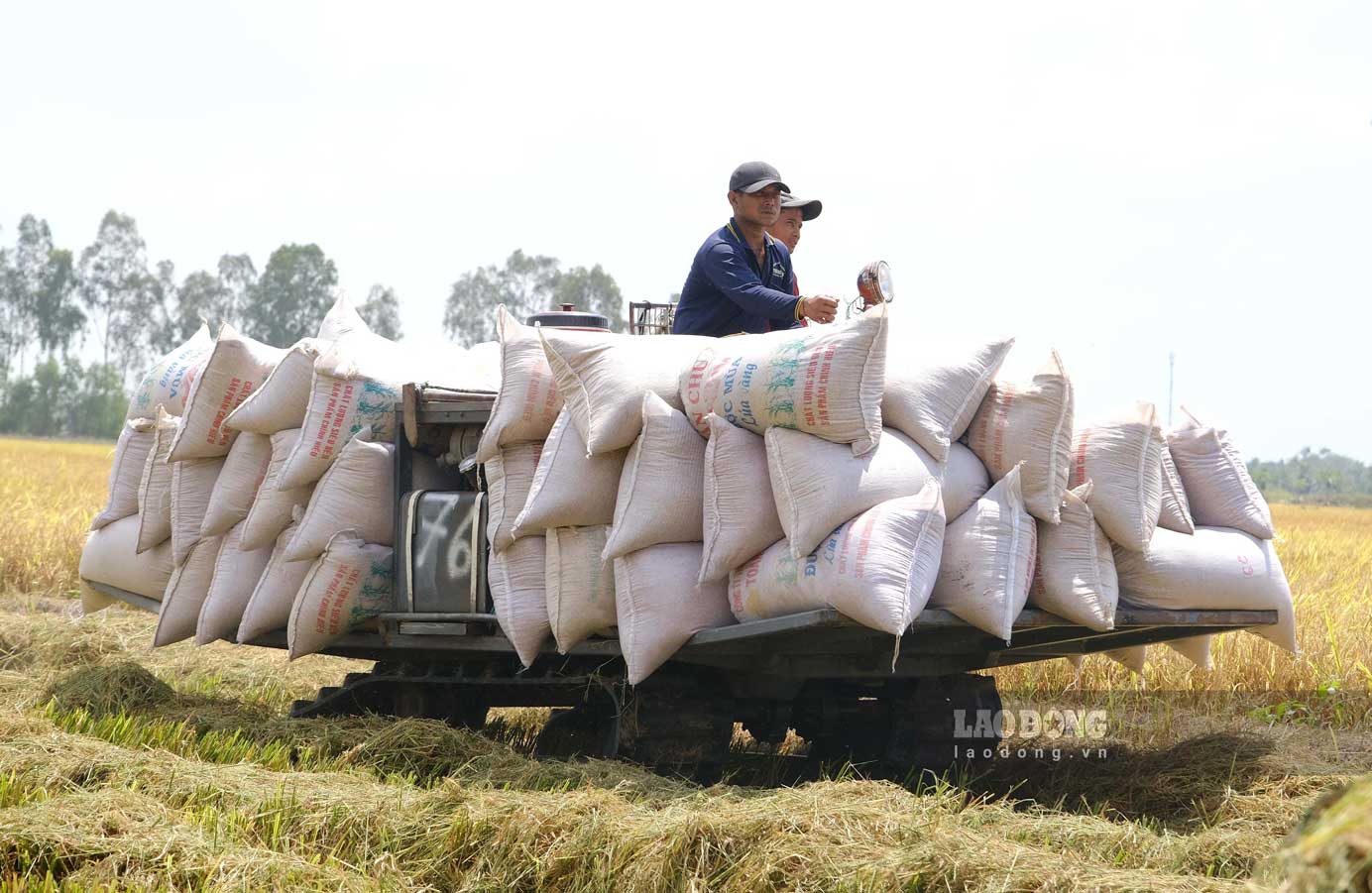 Rice exports, low rice prices combined with the impact of bad weather have caused farmers' profits to decrease. Photo: My Ly