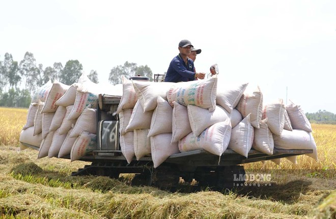 Xuất khẩu gạo có xu hướng suy giảm, Thủ tướng chỉ đạo khẩn