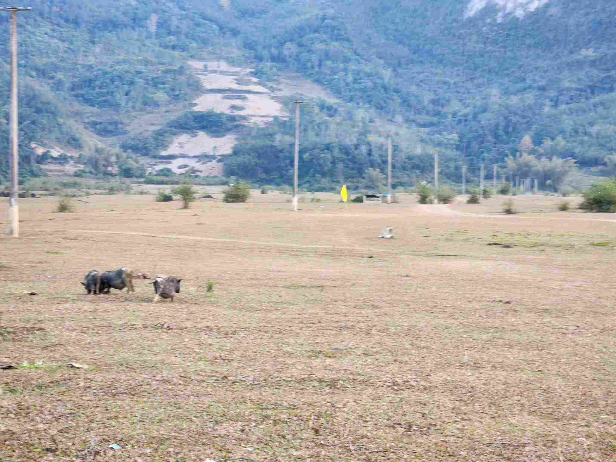 Day cung la bai chan tha gia suc cua nguoi dan. Anh: Tan Van.