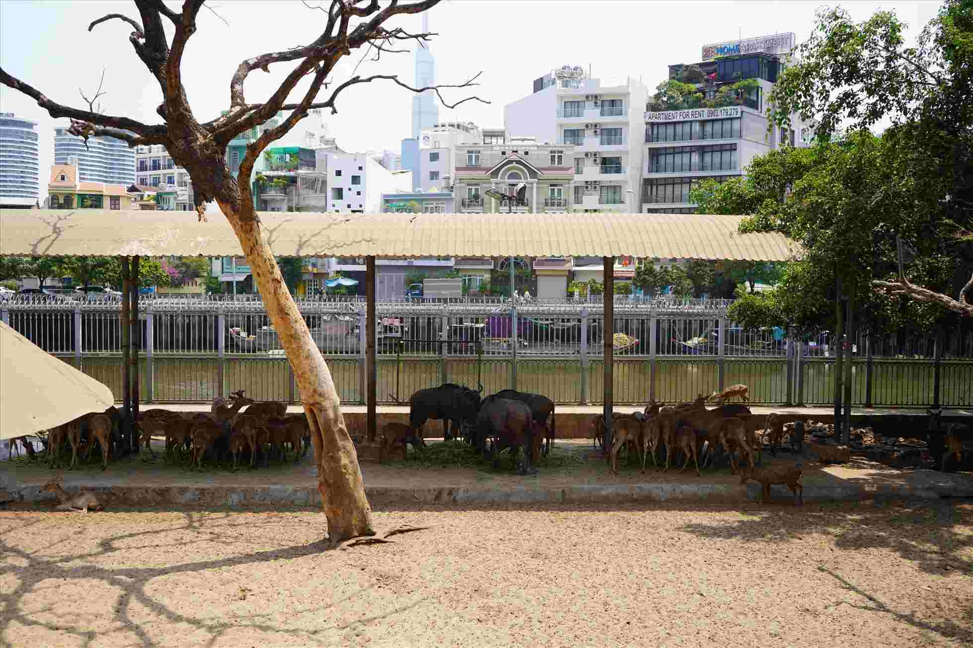 Saigon Zoo and Botanical Gardens is raising more than 2,000 animals with 135 species, many of which are in the group of endangered and rare animals. Photo: Anh Tu