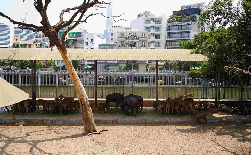 Saigon Zoo and Botanical Gardens is raising more than 2,000 animals with 135 species, many of which are in the group of endangered and rare animals. Photo: Anh Tu