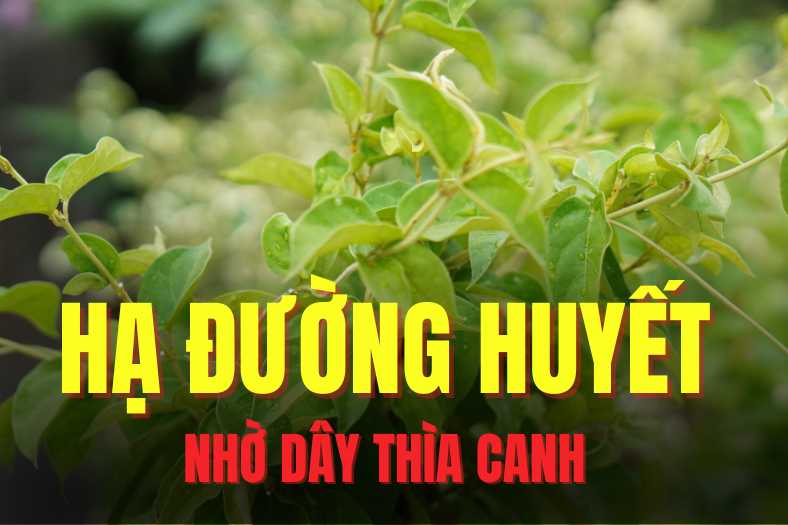 Using tablespoon rope can effectively support lowering blood sugar. Graphics: Tra My