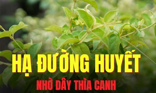 Sử dụng dây thìa canh có thể hỗ trợ hạ đường huyết hiệu quả.  Đồ hoạ: Trà My