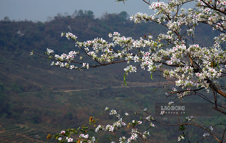 Dien Bien Ban Flower Festival 2025 is about to open grandly