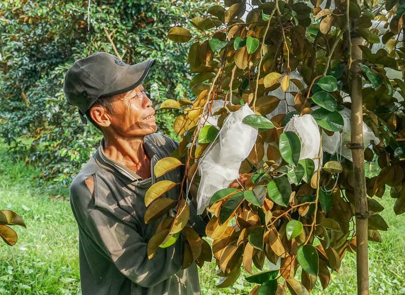 Farmers take care of their fruit gardens, ensuring the quality of agricultural products for export. Photo: Phuong Anh
