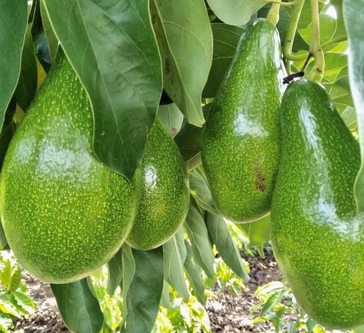 Avocado is rich in vitamin E, which has a beautifying effect on the skin. Photo: Ngoc Le.