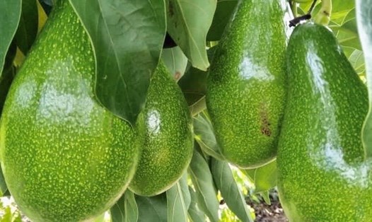Bơ rất giàu vitamin E có tác dụng làm đẹp da. Ảnh: Ngọc Lê.