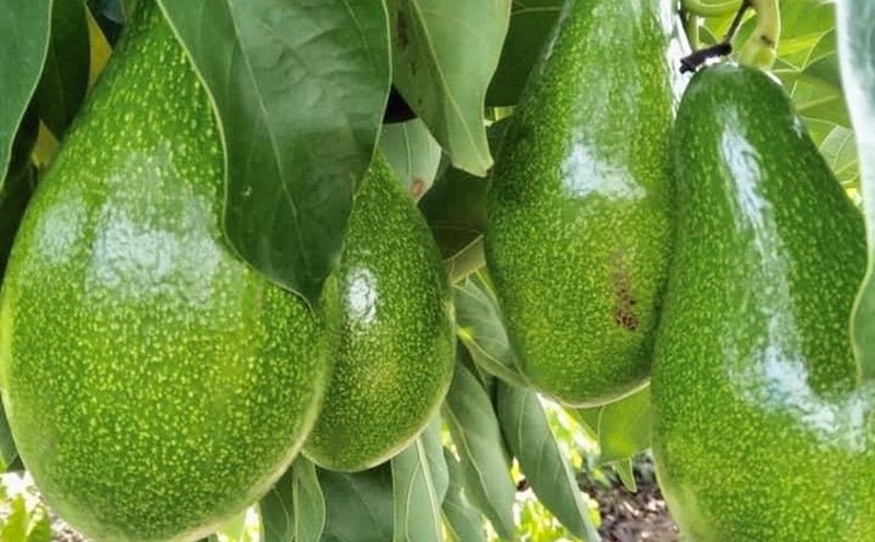 Avocado is rich in vitamin E, which has a beautifying effect on the skin. Photo: Ngoc Le.