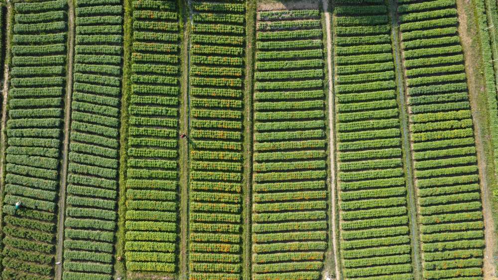 Binh Duong reclaims more than 600,000 m2 of land from the Agricultural Cooperative. Photo: Dinh Trong