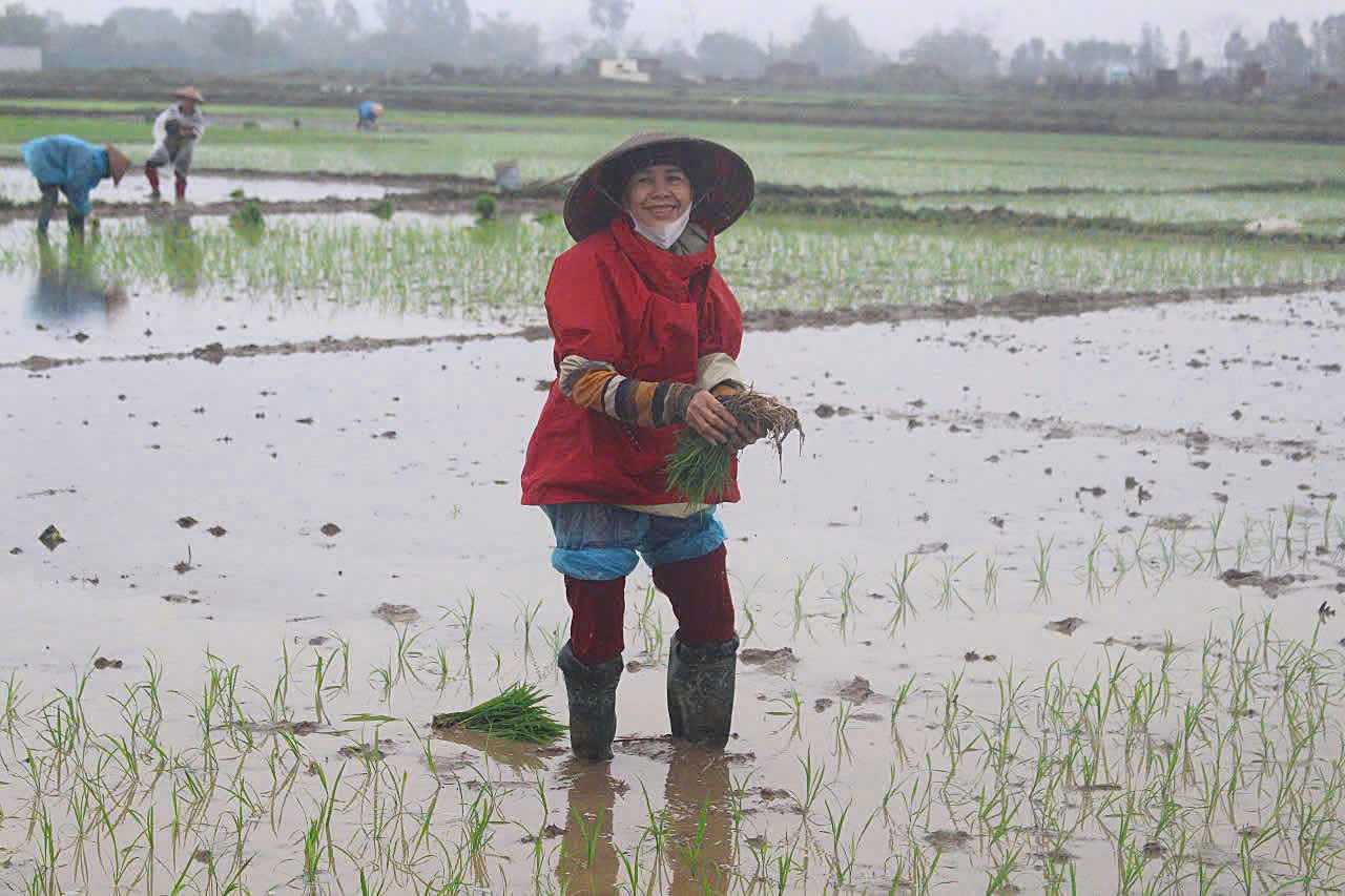 Ben canh nghe nau co thue, chi Huyen cung cay lua de lay thoc an. O Hoai Trung mua nay, ma non xanh mon mon khap dong. Dau doi non, nguoi choang kin vai mua, lien chi Nguyen Thi Minh - thanh vien CLB Quan ho thon Hoai Trung vua bi bom loi ruong vua noi voi: “Da ngoai 60, co chau nho o nha nen gio toi trong lua voi rau mau la chinh. Gao thi de nha an, con duoc them mo rau, qua muop, qua bi, toi hai ngoi ban kiem tien di cho hang ngay”.  