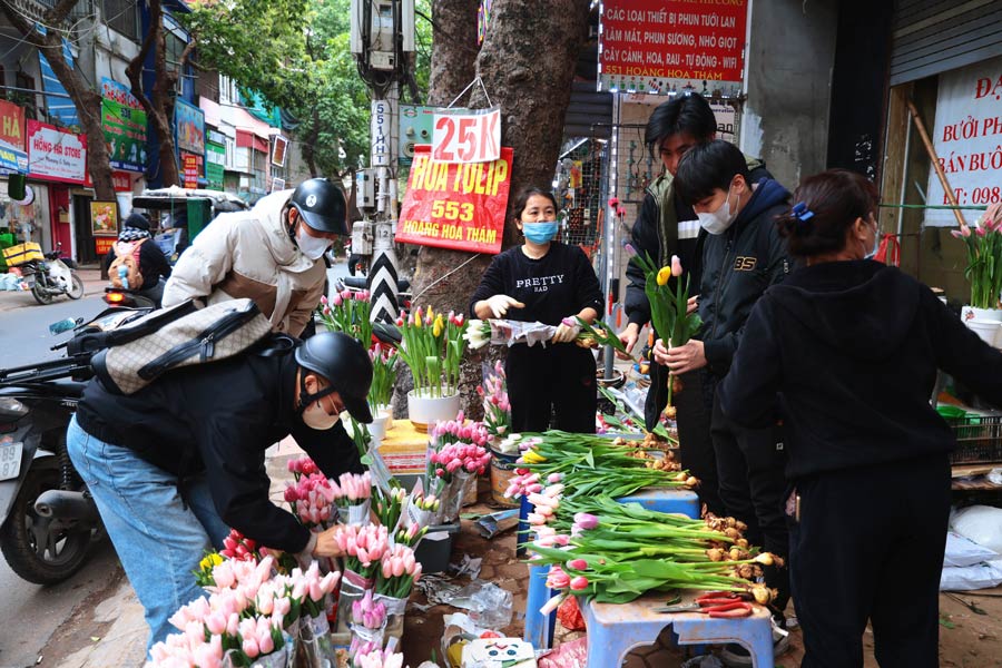 Thoi gian gan day, hoa tuy lip cung la mot loai hoa hot duoc rat nhieu nguoi tre san don. Trong dip Quoc te Phu nu, nhieu nguoi cung lua chon loai hoa nay de lam qua tang cho nhung nguoi phu nu than yeu ben canh minh.