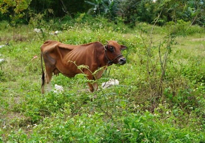 Dự án trường chất lượng cao ở Quảng Ngãi thành nơi thả bò