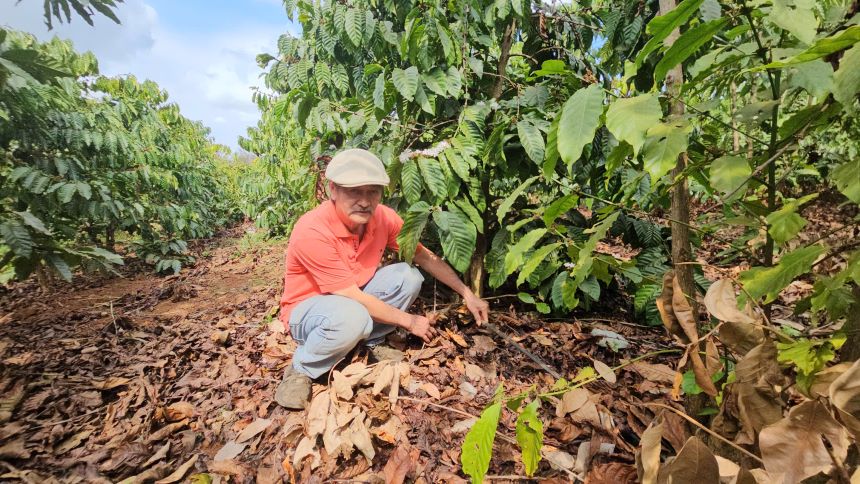 Mr. Nguyen An Son installed a small drop irrigation system on the coffee garden. Photo: Thanh Quynh
