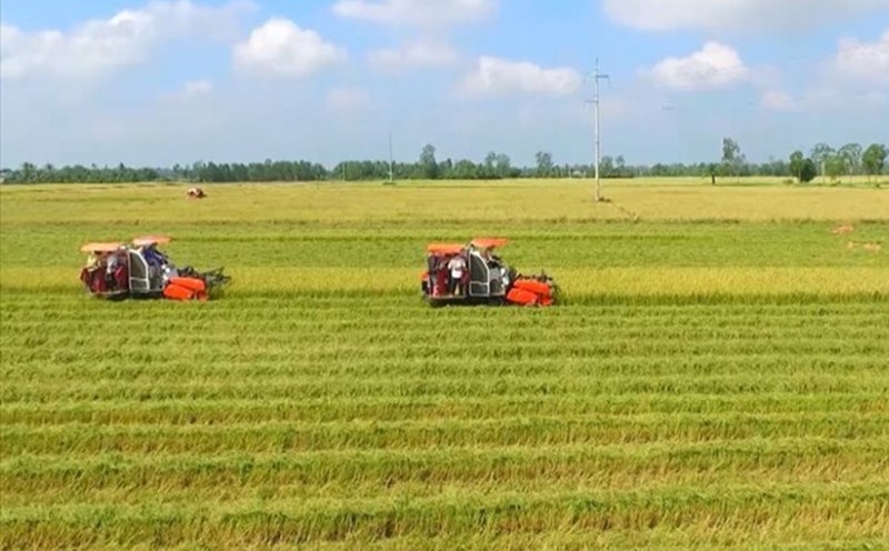 In case of agricultural land being recovered to build residential areas, people whose land is recovered will be compensated and compensated according to regulations. Photo: Tran Luu