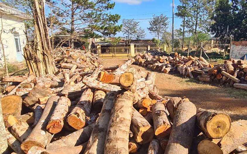 Evidence seized by the authorities in a large-scale deforestation case. Photo: Bao Lam