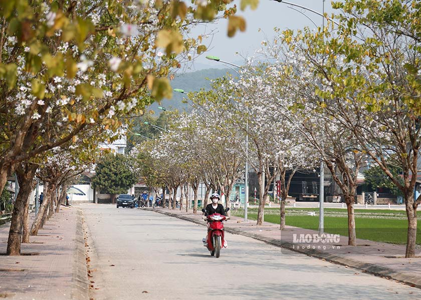 Đến Điện Biên trong những ngày này, du khách được thả hồn trên những cung đường thơ mộng với một màu trắng của hoa ban.