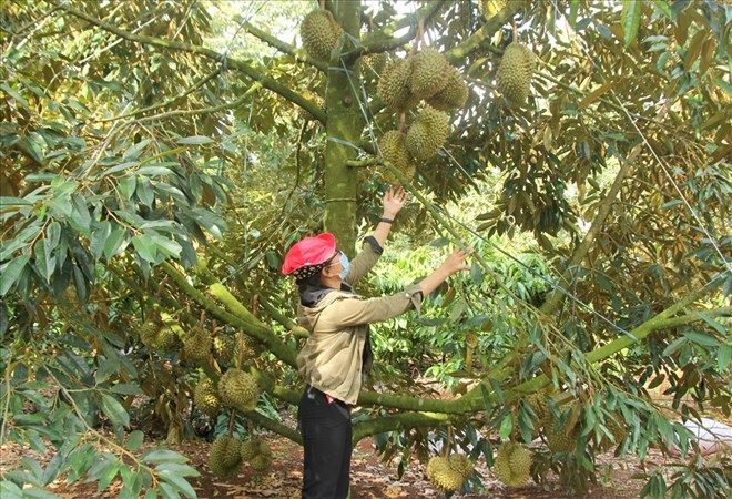 Toan tinh Dak Lak hien co 37.381ha trong sau rieng. Anh: Thanh Quynh