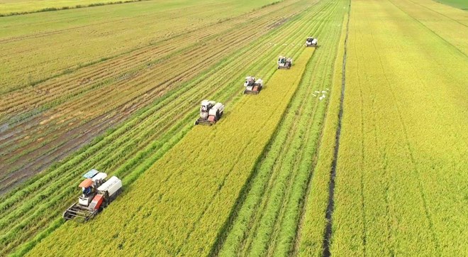 Rice harvesting in the West. Photo: Nguyen Anh