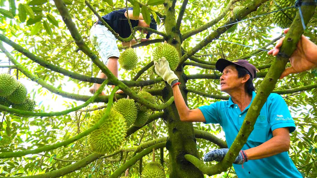 Harvesting durian in the Mekong Delta. Photo: Phong Linh