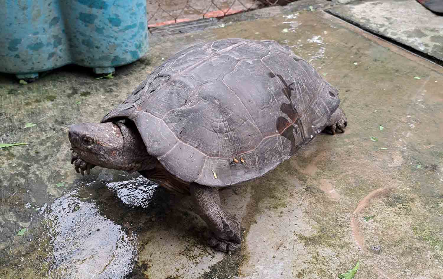 The rare turtle that the people caught was handed over to Vu Quang National Park for release into the wild. Photo: Quang Tuan