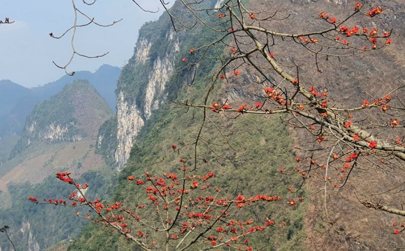 Rice flowers on the road to Du Gia waterfall. Photo: Hai An