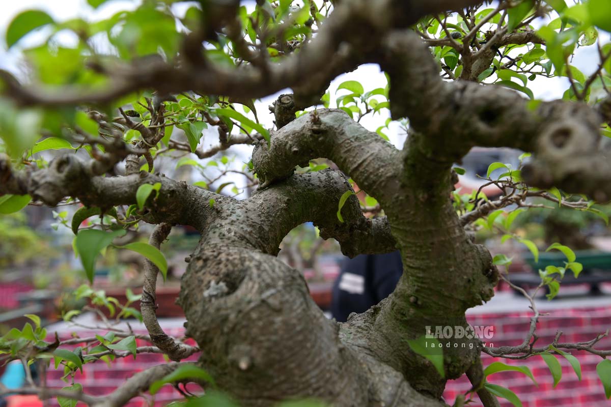 The banyan tree is curved with its trunk in a unique heart shape. Photo: Ha Vi
