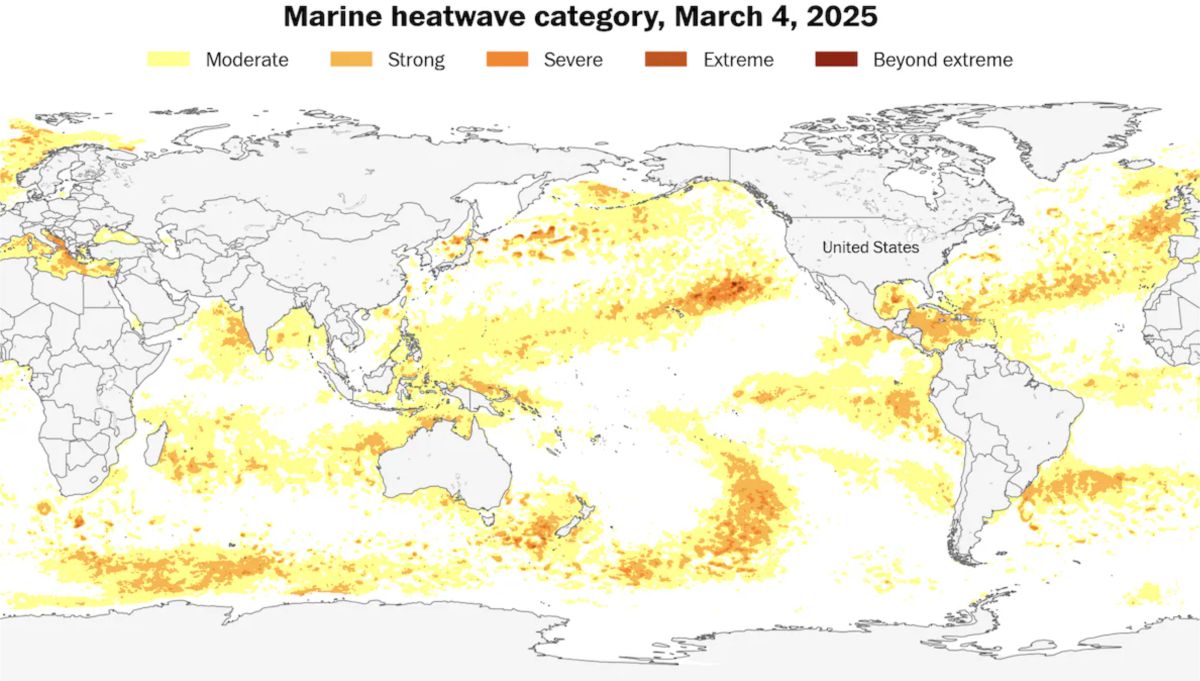 An early end of La Nina will affect the 2025 hurricane season. In the photo is the global sea surface temperature on March 4, 2025. Photo: US National Oceanic and Atmospheric Administration (NOAA)