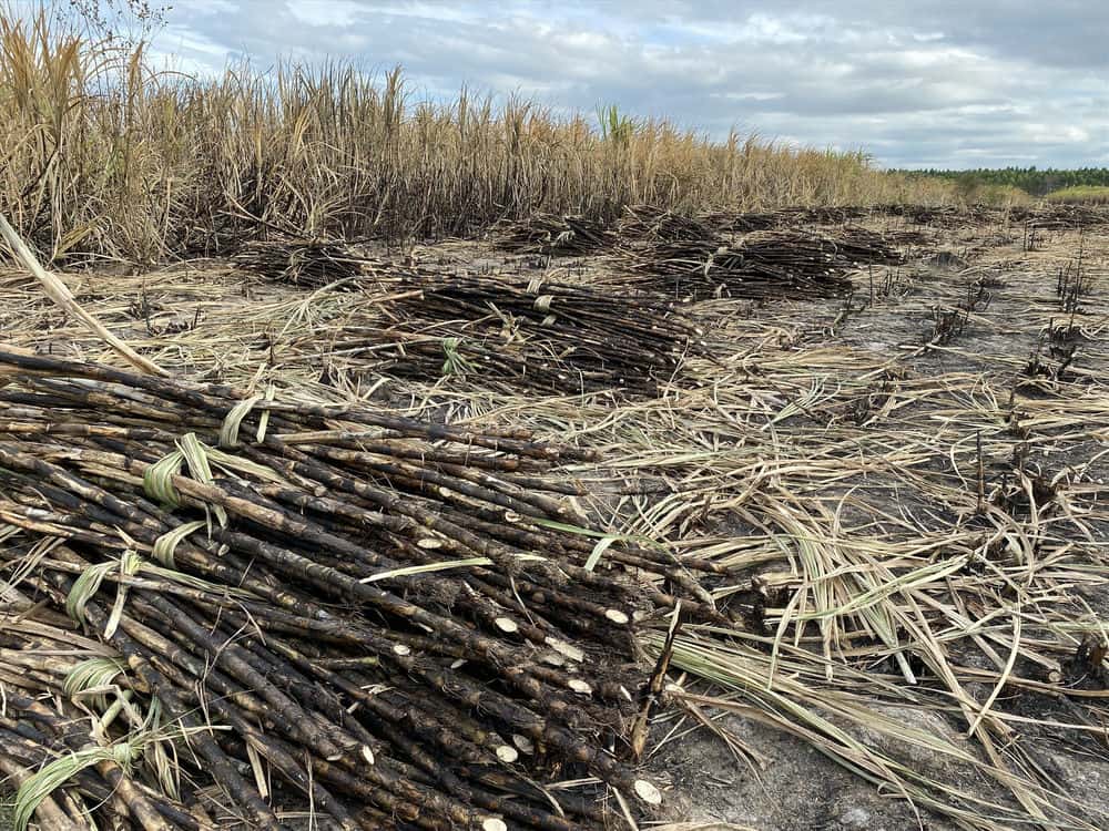 Scene of a sugarcane field fire during the harvest season in Gia Lai. Photo: Thanh Tuan