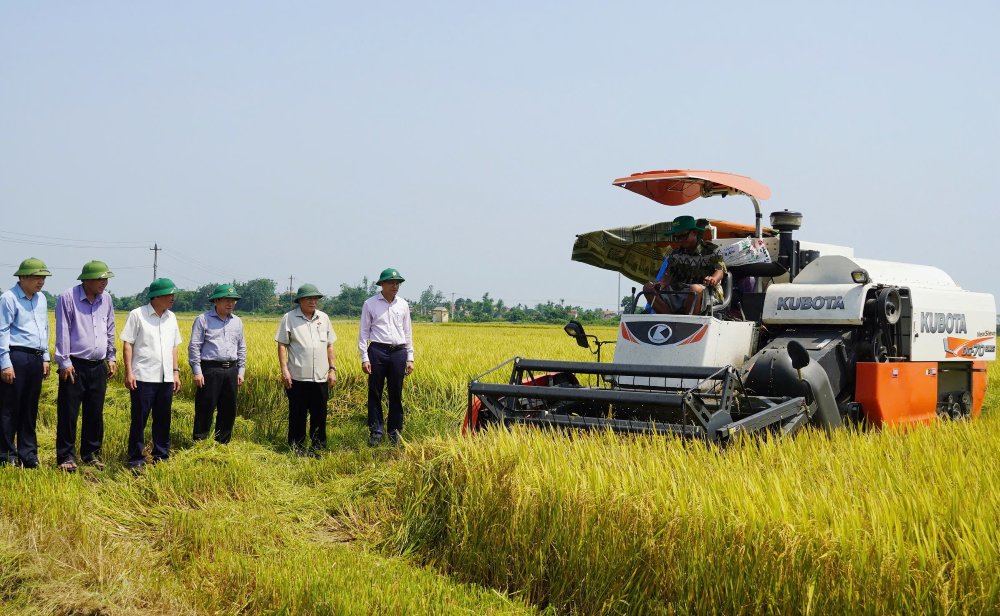 Rice harvesting in the new rural district of Hai Lang. Photo: Tien Nhat