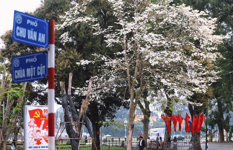 In March, white thunderstorms are everywhere in Hanoi
