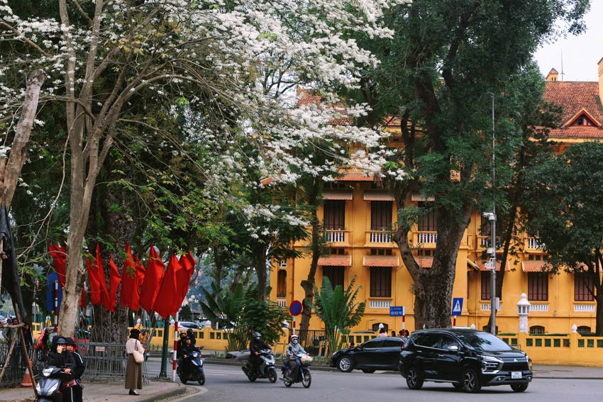 Ha Noi duoc menh danh la thanh pho 12 mua hoa, moi thang mot mua hoa khac nhau va thang 3 la thang cua hoa sua. Nhung ngay nay, nhieu goc pho o Ha Noi trang xoa mau hoa sua no.