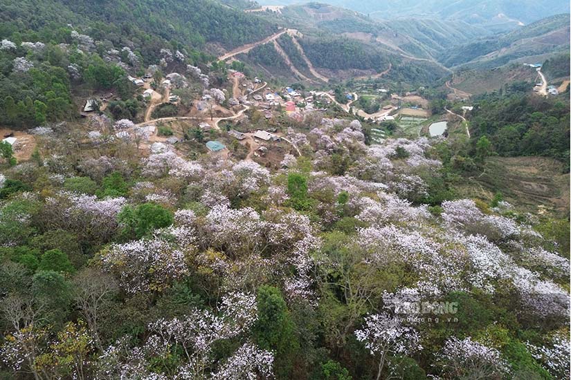 Cách trung tâm TP Điện Biên Phủ khoảng 50km, những ngày này tại bản Nặm Cứm, xã Ngối Cáy, huyện Mường Ảng, tỉnh Điện Biên như lạc vào một thế giới cổ tích với sắc trắng tinh khôi của hoa ban.