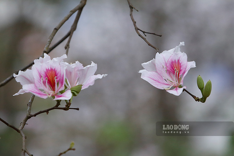 優しい黄色い陽光の下で、純白の花々は一層鮮やかに輝きます。