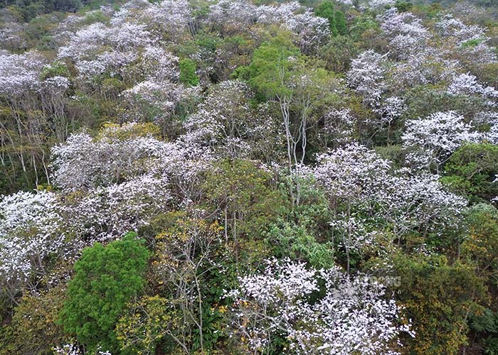 Trao đổi với PV, ông Mùa A Lầu - Trưởng bản Nặm Cứm - cho biết: “Chúng tôi rất tự hào về trên 1.200 cây hoa ban cổ thụ. Cả bản sẽ tiếp tục bảo vệ, chăm sóc để những cây ban này mãi mãi là biểu tượng Nặm Cứm”.