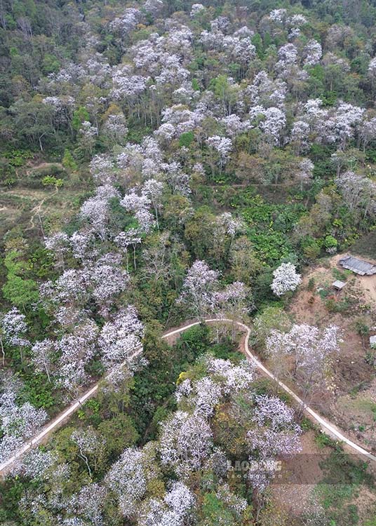 古代のバン木の価値を保存し促進するために、ムオンアン地区は多くの保護および管理措置を講じてきました。同時に、バウヒニアの花の美しさを観光客に紹介し、宣伝することに関連した地域観光の発展も推進しています。