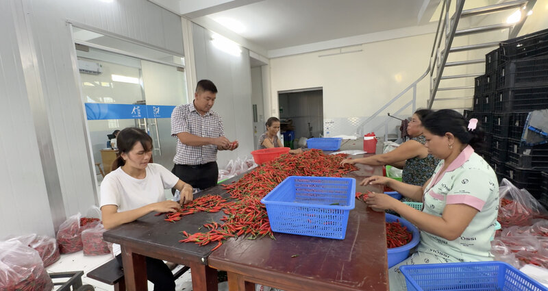 chili fruits create stable income for rural workers. Photo: Hoang Loc